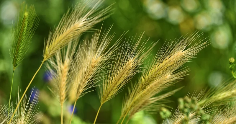 Wirkung und Terpene: Warum sie so besonders ist