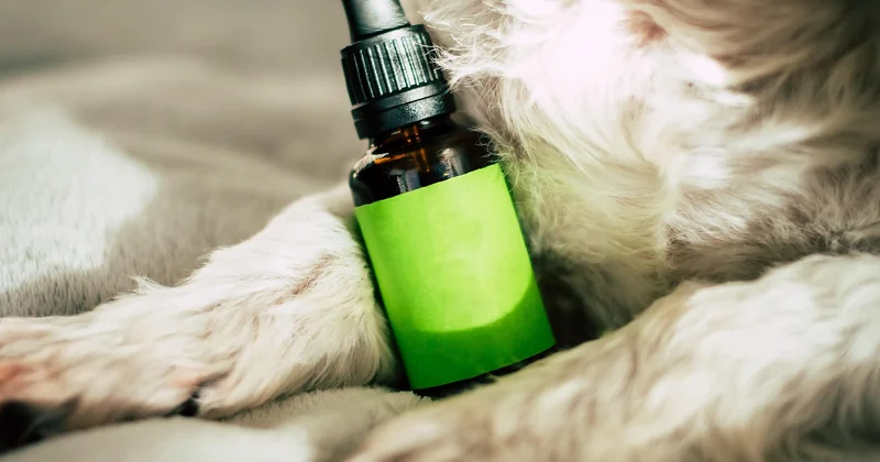 Was macht CBD mit der Psyche? Der entscheidende Unterschied zu THC