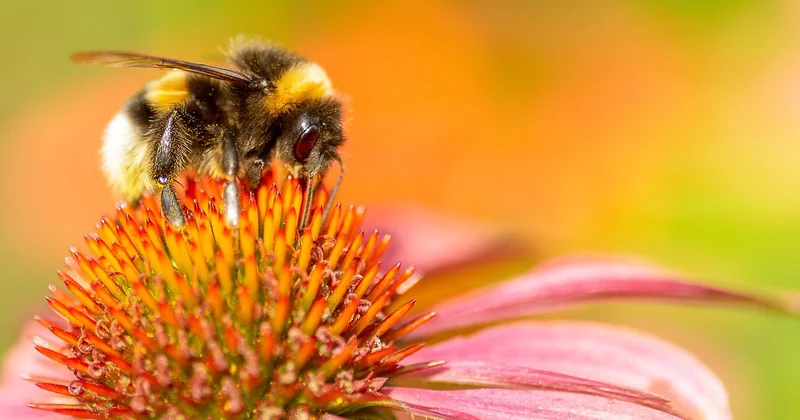 Terpene: Die unterschätzten Akteure im Zusammenspiel